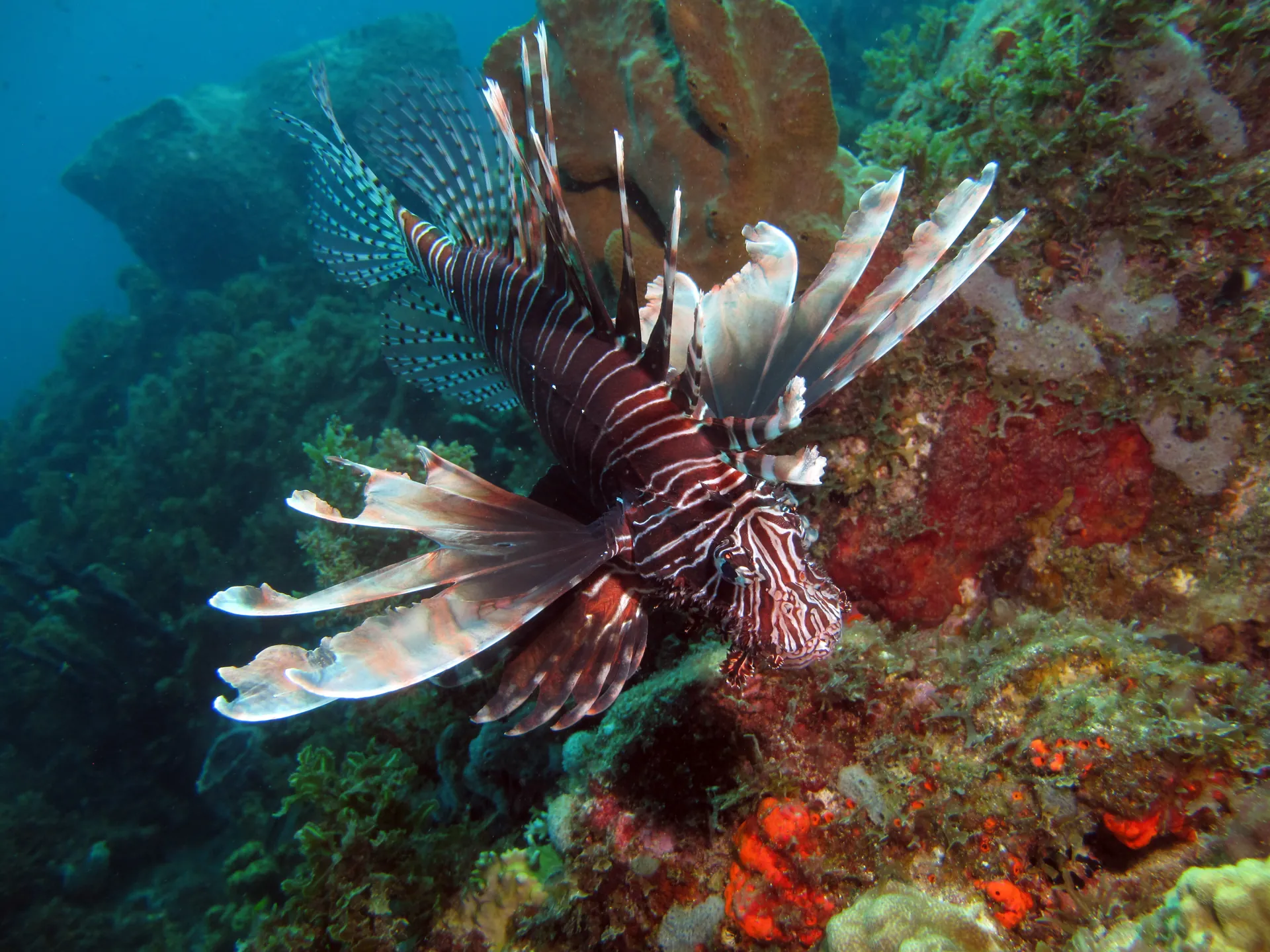 Poisson-lion déployé au-dessus d'un récif coloré
